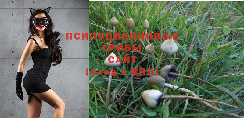 что такое наркотик  Ленинск  Псилоцибиновые грибы Psilocybe 